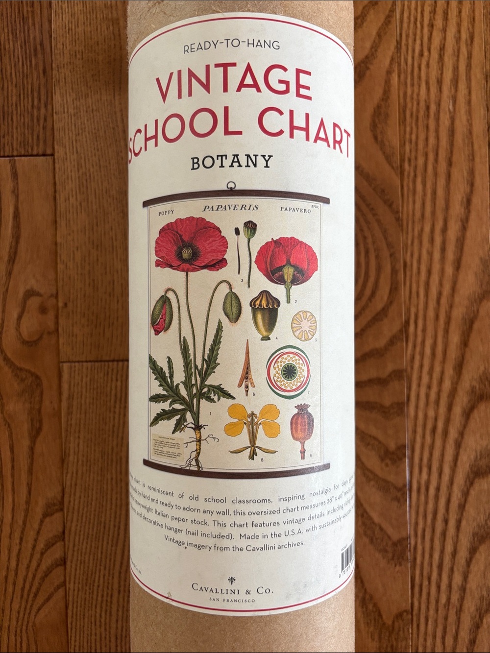 Vintage Style Botany Wall Poster - Red Poppy by Cavallini Paper & Co.
